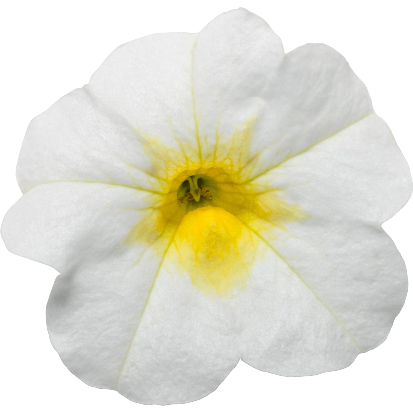 Superbells® Over Easy™ Calibrachoa (Calibrachoa hybrid)