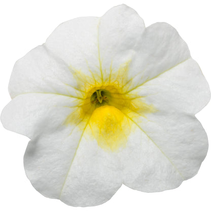 Superbells® Over Easy™ Calibrachoa (Calibrachoa hybrid)