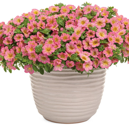 Superbells® Honeyberry™ Calibrachoa