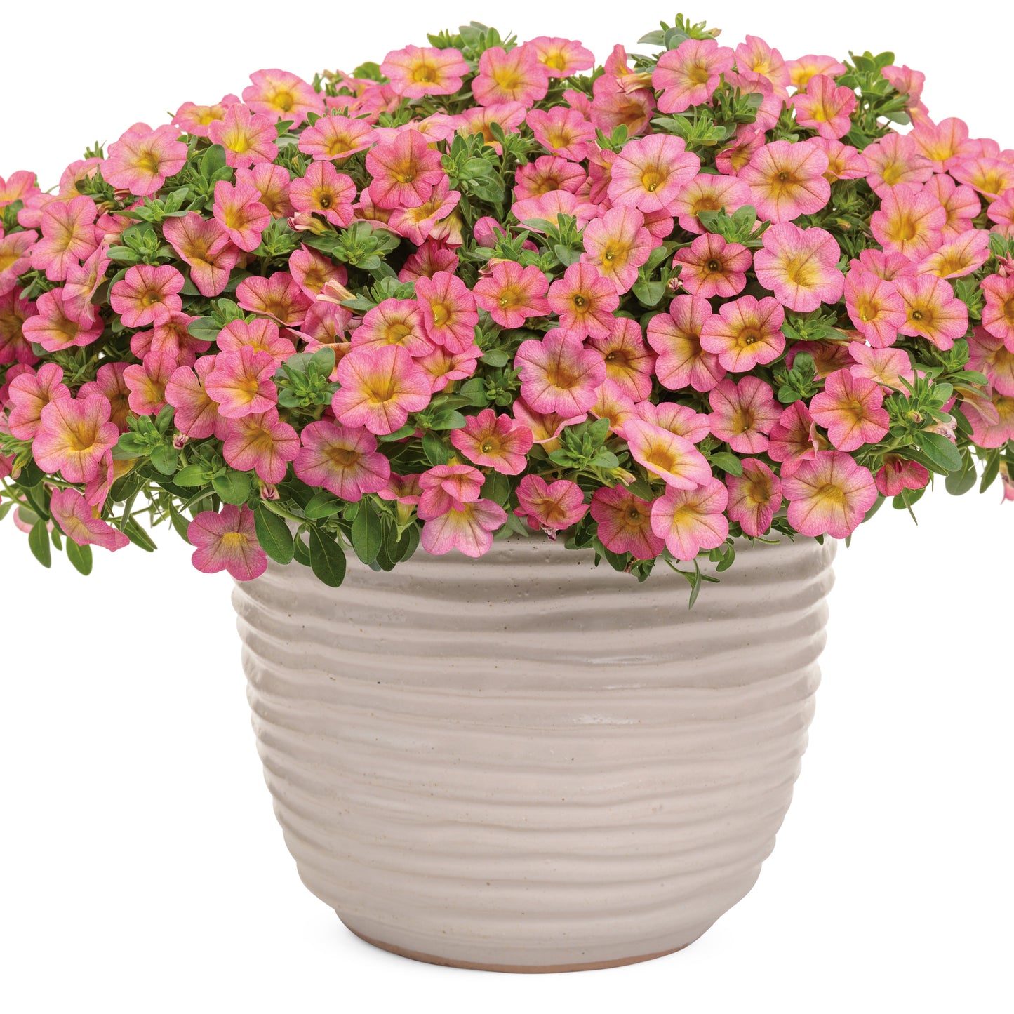 Superbells® Honeyberry™ Calibrachoa (Calibrachoa hybrid)