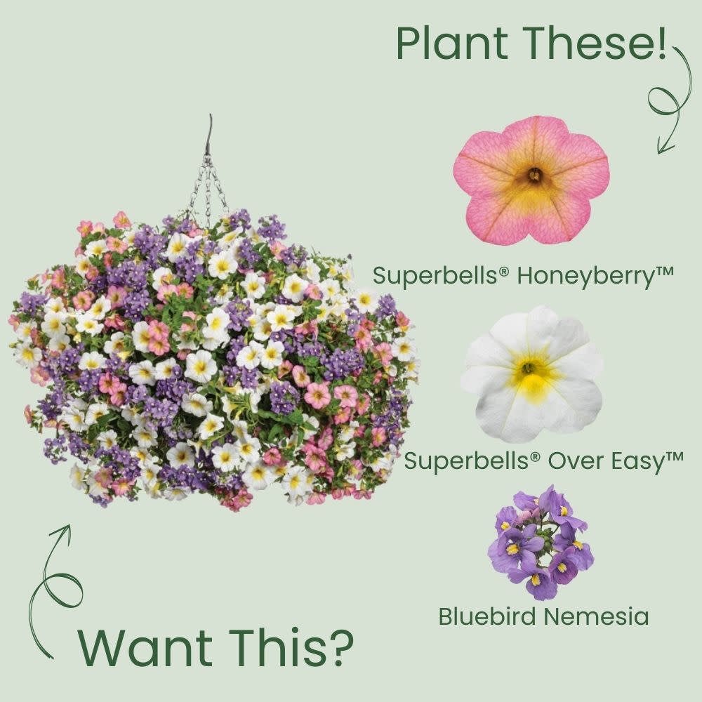 Superbells® Honeyberry™ Calibrachoa