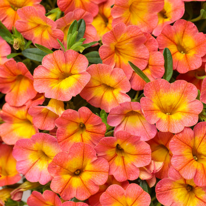 Superbells Coral Sun Calibrachoa up close.