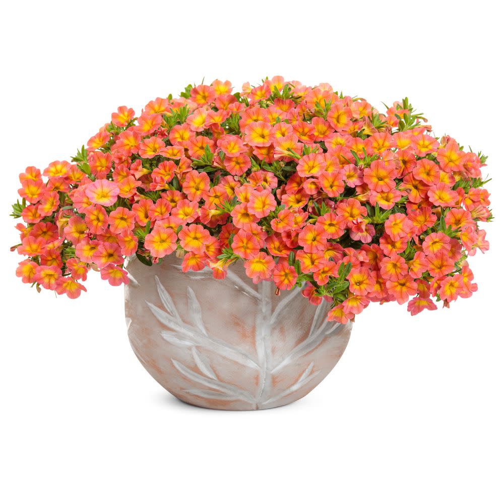 Superbells® Coral Sun Calibrachoa (Calibrachoa hybrid)