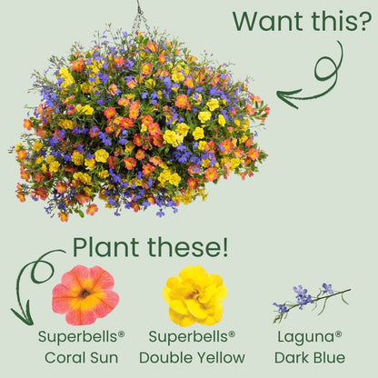 Superbells® Coral Sun Calibrachoa
