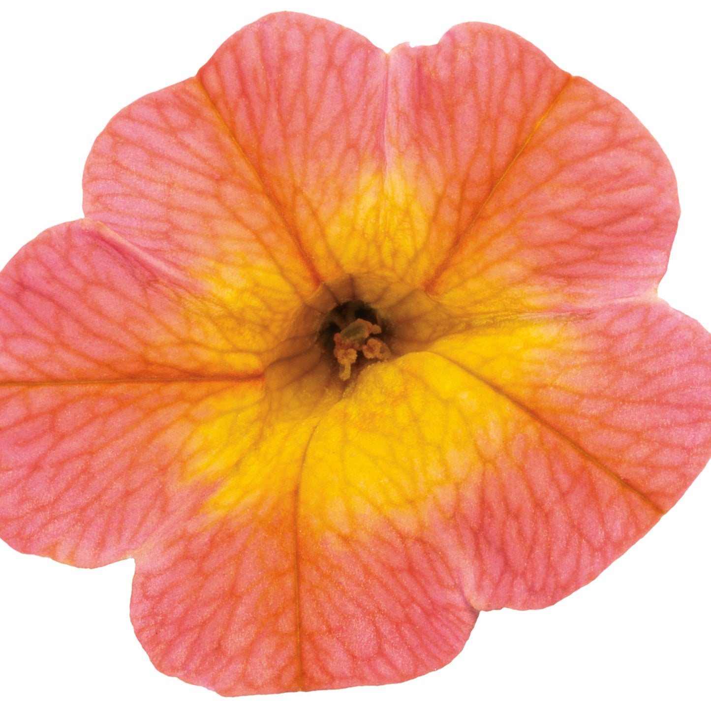 Superbells® Coral Sun Calibrachoa