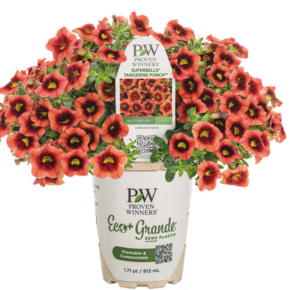 Superbells® Tangerine Punch™ Calibrachoa