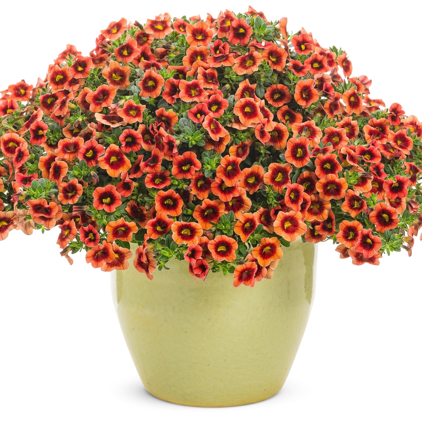 Superbells® Tangerine Punch™ Calibrachoa