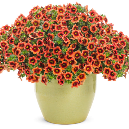 Superbells® Tangerine Punch™ Calibrachoa