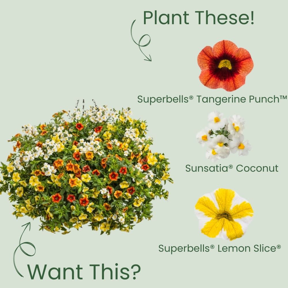 Superbells® Tangerine Punch™ Calibrachoa