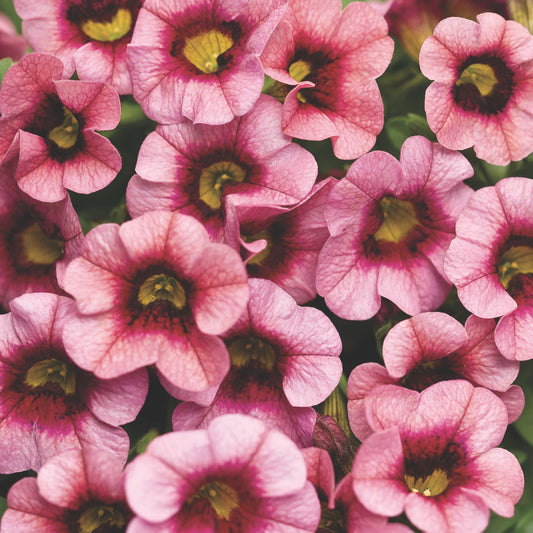 Superbells® Strawberry Punch™ Calibrachoa