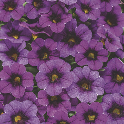 Superbells® Grape Punch™ Calibrachoa