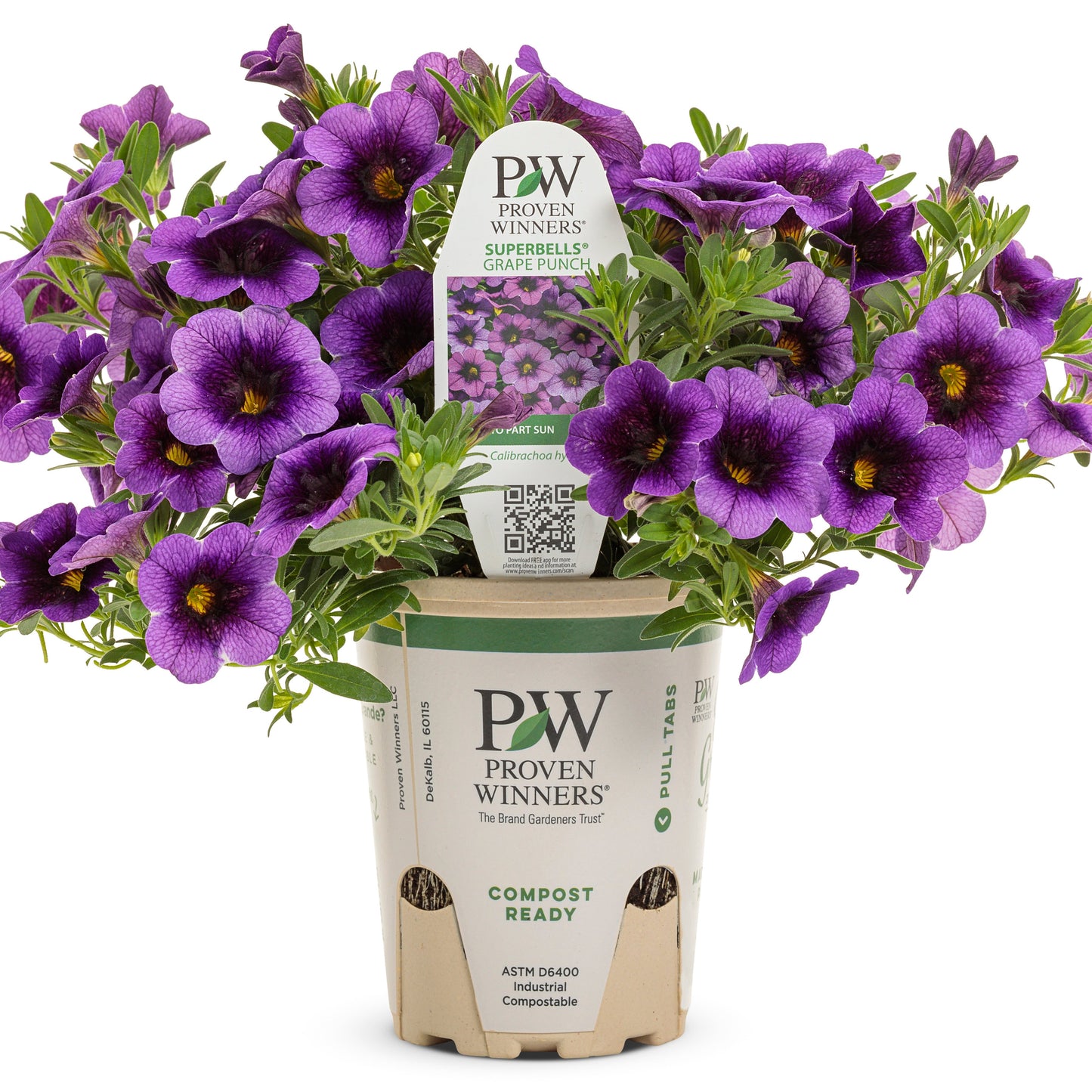 Superbells® Grape Punch™ Calibrachoa