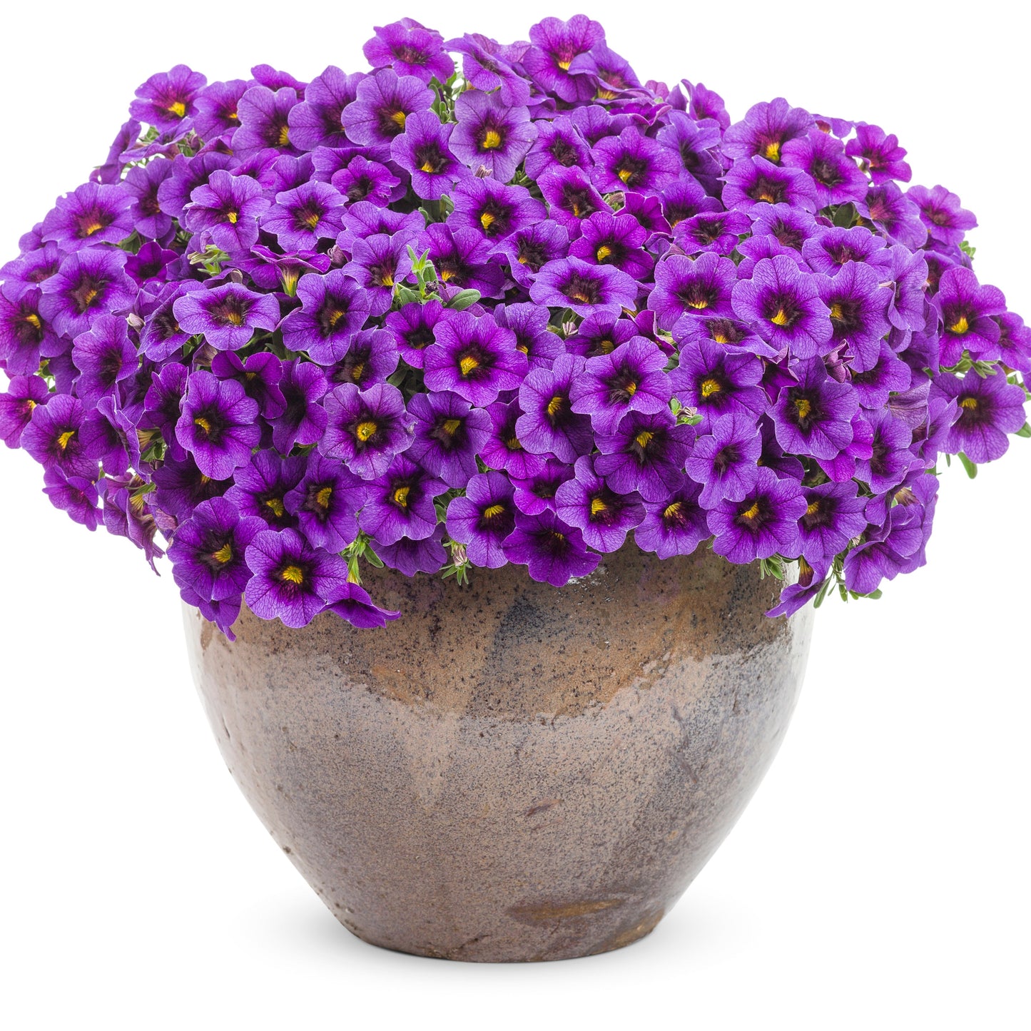 Superbells® Grape Punch™ Calibrachoa