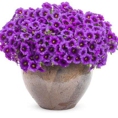 Superbells® Grape Punch™ Calibrachoa