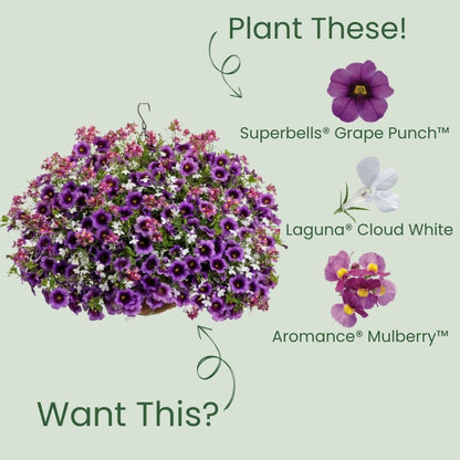 Superbells® Grape Punch™ Calibrachoa