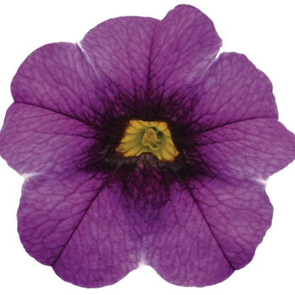 Superbells® Grape Punch™ Calibrachoa (Calibrachoa hybrid)