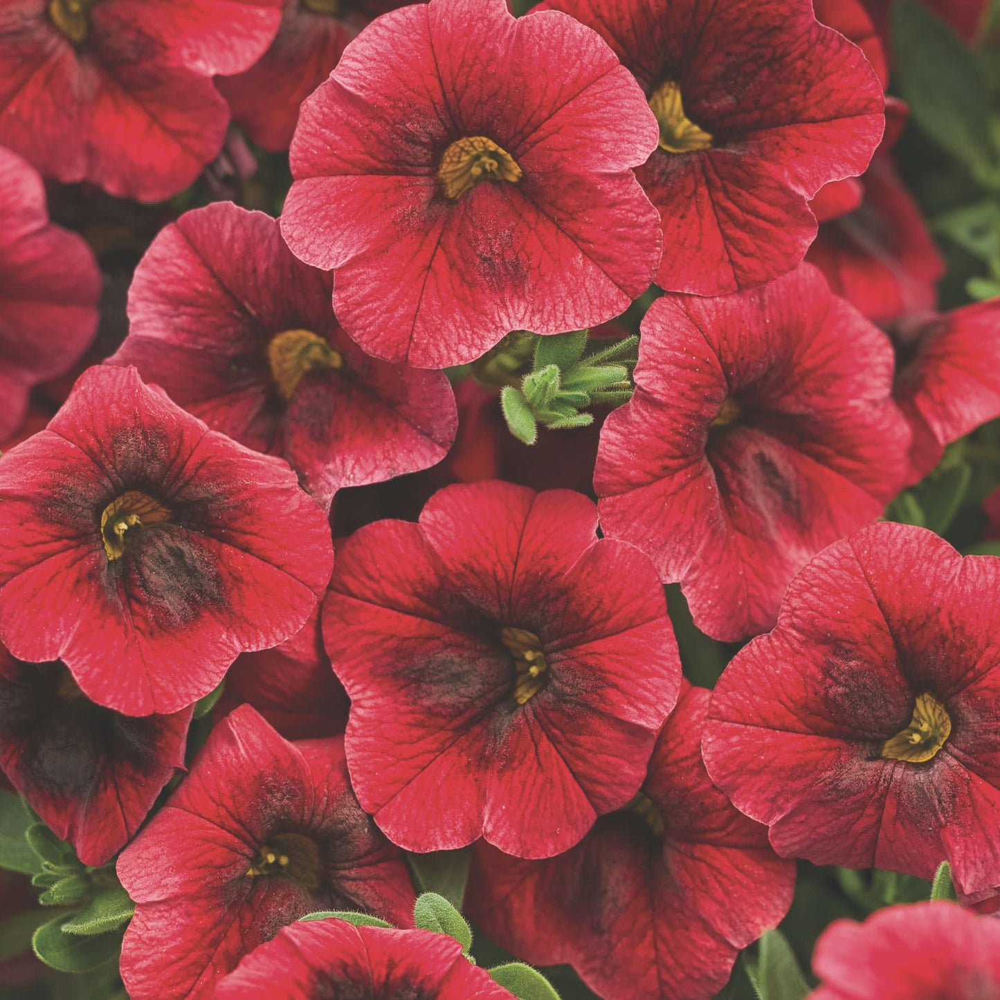 Superbells® Pomegranate Punch™ Calibrachoa