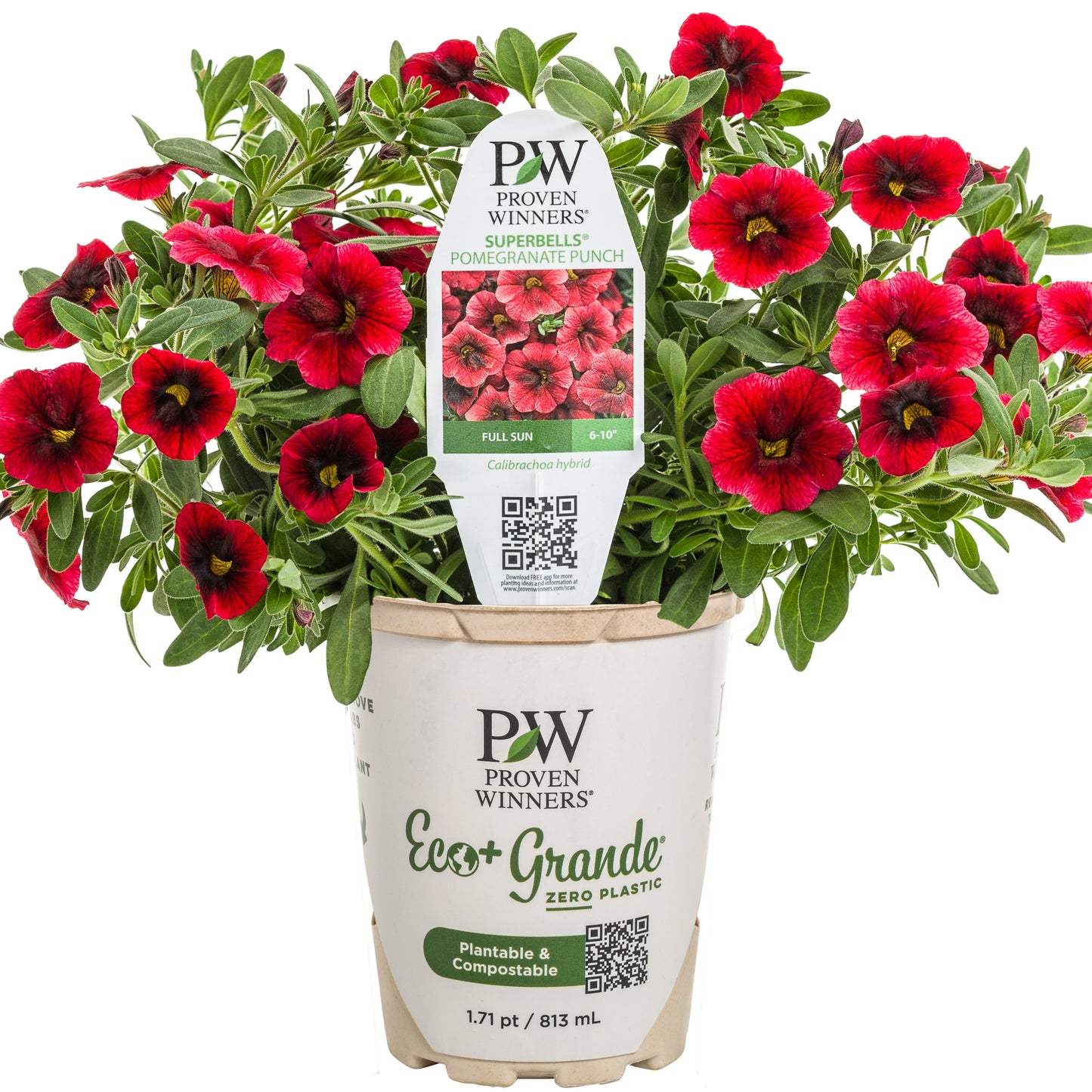 Superbells® Pomegranate Punch™ Calibrachoa