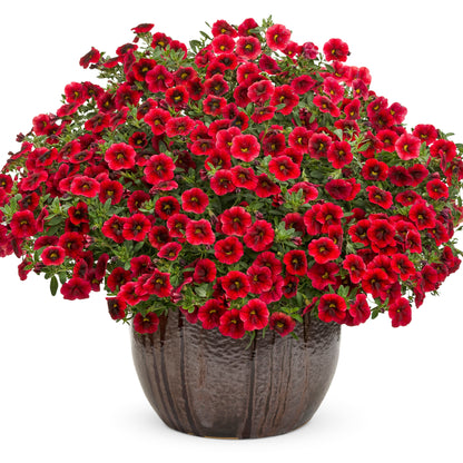 Superbells® Pomegranate Punch™ Calibrachoa