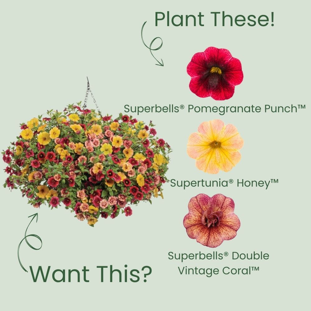 Superbells® Pomegranate Punch™ Calibrachoa