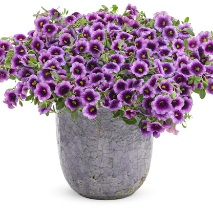 Superbells® Blue Moon Punch™ Calibrachoa