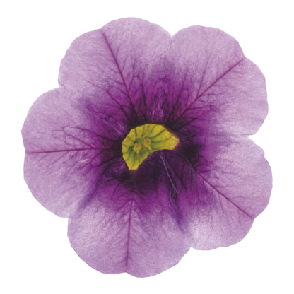Superbells® Blue Moon Punch™ Calibrachoa
