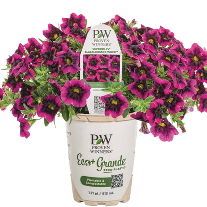 Superbells® Blackcurrant Punch™ Calibrachoa