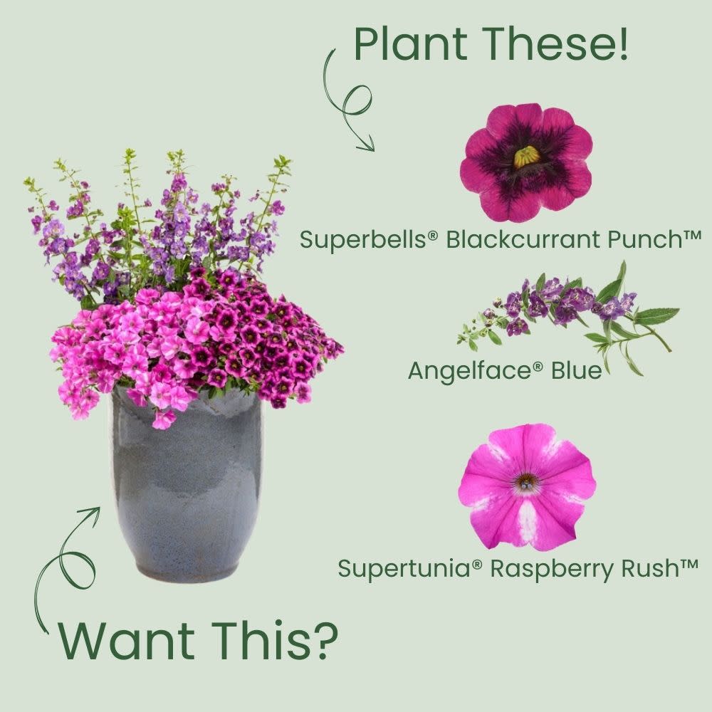 Superbells® Blackcurrant Punch™ Calibrachoa