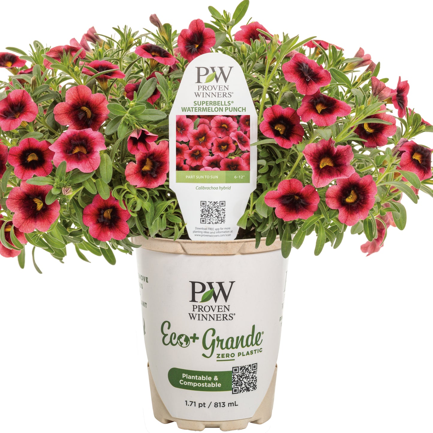 Superbells® Watermelon Punch™ Calibrachoa