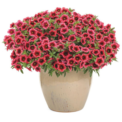 Superbells® Watermelon Punch™ Calibrachoa (Calibrachoa hybrid)