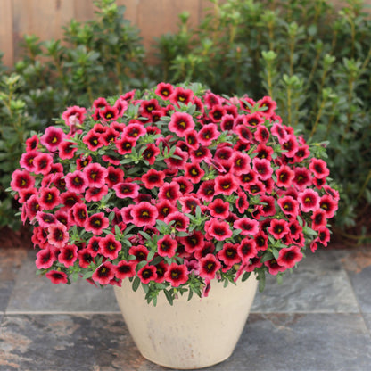 Superbells® Watermelon Punch™ Calibrachoa