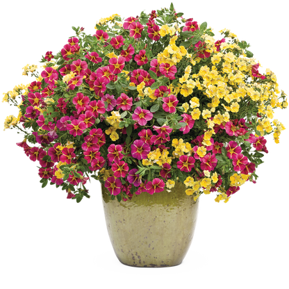 Superbells Cherry Star Superbells Cherry Star Calibarchoa in use.