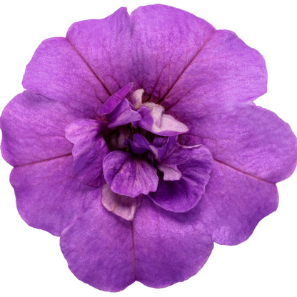 Superbells® Double Blue Calibrachoa