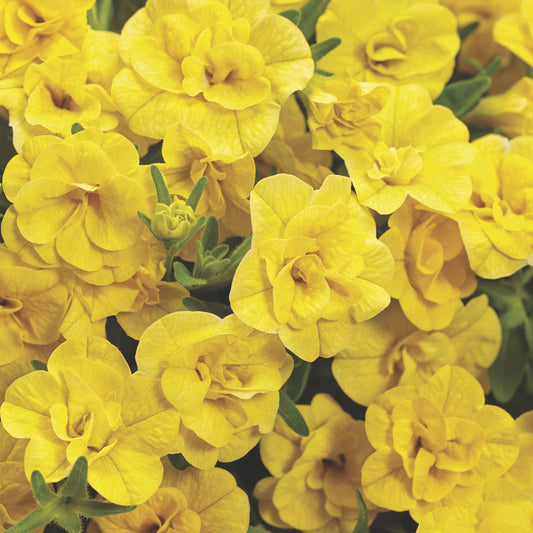 Superbells® Double Yellow Calibrachoa