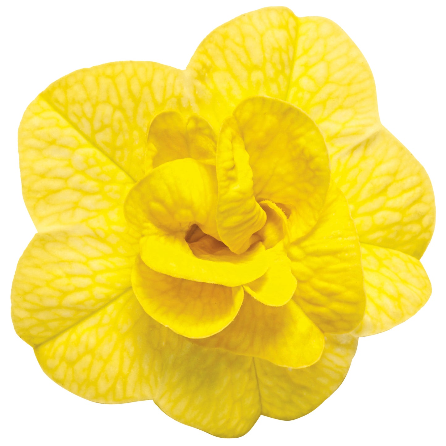 Superbells® Double Yellow Calibrachoa