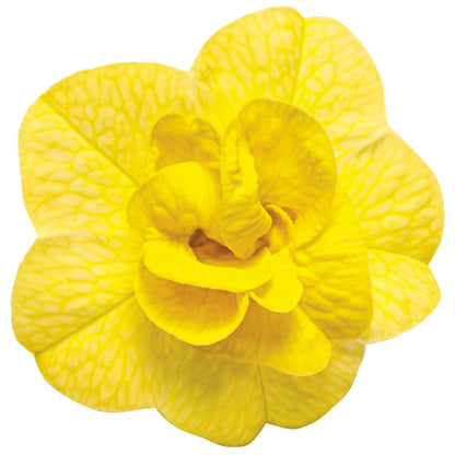 Superbells® Double Yellow Calibrachoa