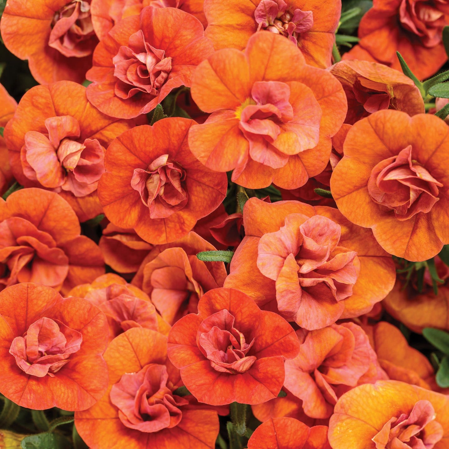 Superbells® Double Orange Calibrachoa