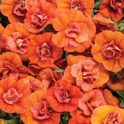 Superbells® Double Orange Calibrachoa