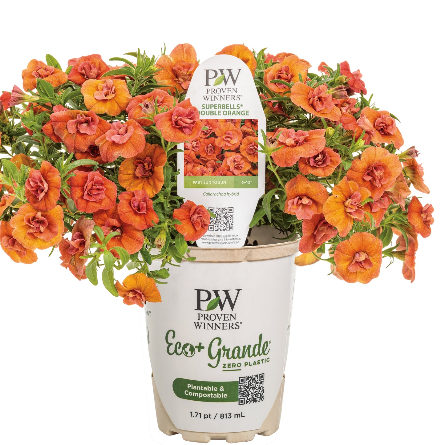 Superbells® Double Orange Calibrachoa
