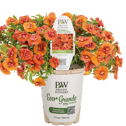 Superbells® Double Orange Calibrachoa
