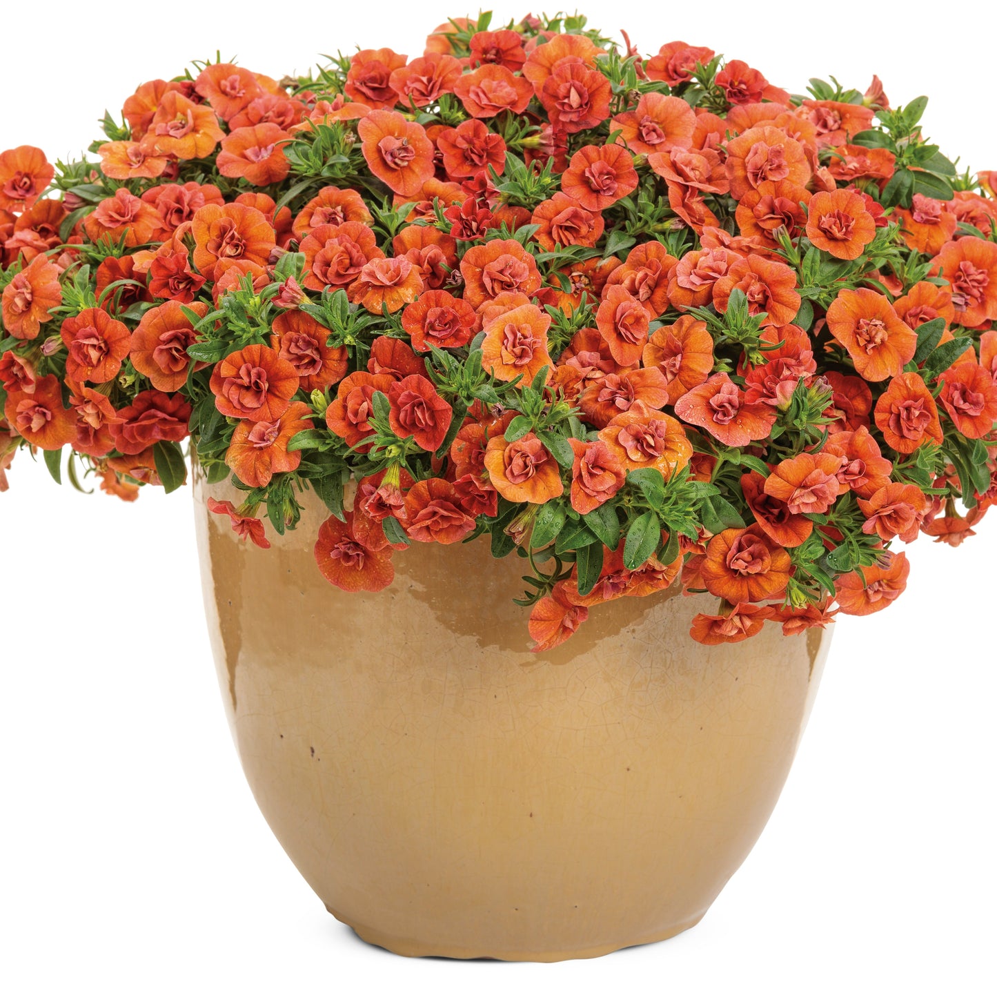 Superbells® Double Orange Calibrachoa (Calibrachoa hybrid)