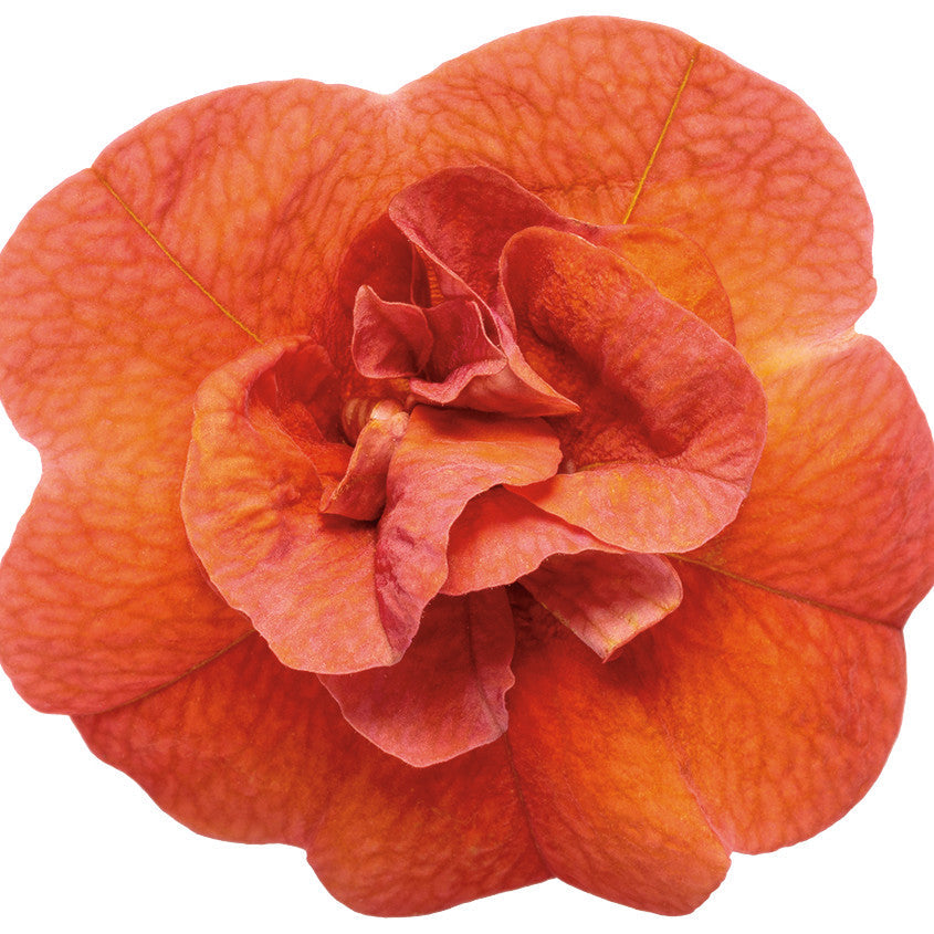Superbells® Double Orange Calibrachoa (Calibrachoa hybrid)