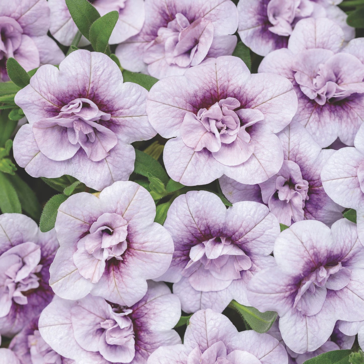 Superbells® Double Twilight™ Calibrachoa