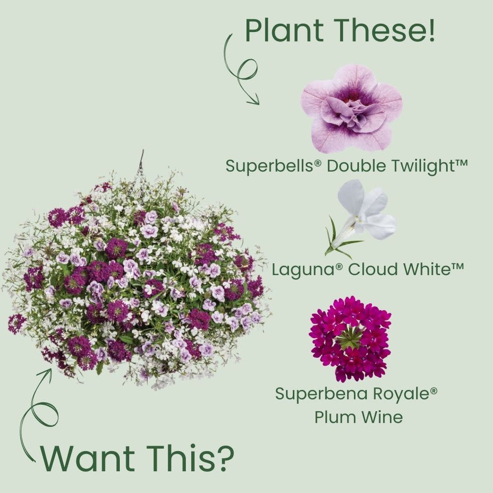 Superbells® Double Twilight™ Calibrachoa