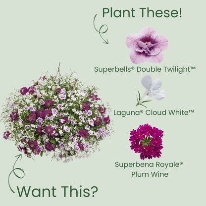 Superbells® Double Twilight™ Calibrachoa