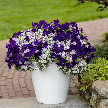 Superbells® Double Twilight™ Calibrachoa
