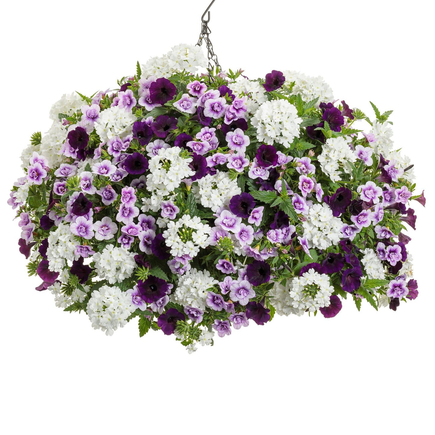 Superbells® Double Twilight™ Calibrachoa