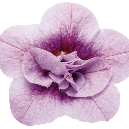 Superbells® Double Twilight™ Calibrachoa (Calibrachoa hybrid)
