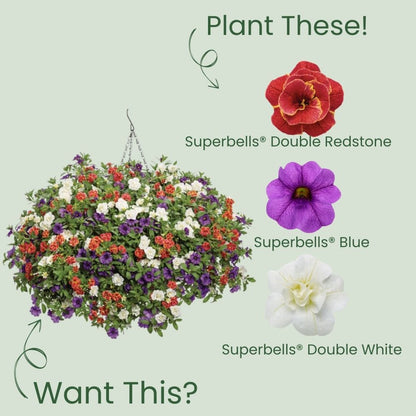 Superbells® Double Redstone™ Calibrachoa