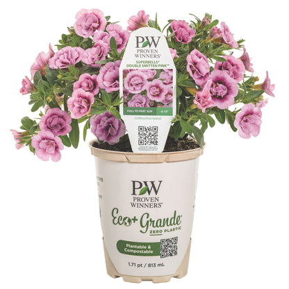 Superbells® Double Smitten Pink™ Calibrachoa